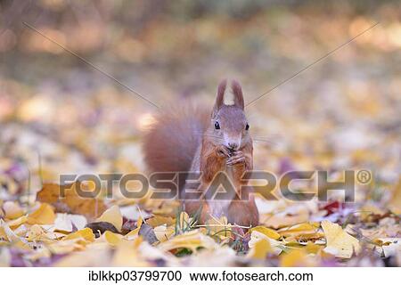 Eurasian Red Squirrel (Sciurus vulgaris) sitting in autumn leaves while feeding View Large Photo Image Stock Image - Eurasian Red Squirrel (Sciurus vulgaris) sitting in autumn leaves while feeding. Fotosearch