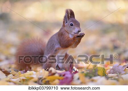 Eurasian Red Squirrel (Sciurus vulgaris) sitting in autumn leaves while feeding View Large Photo Image Stock Image - Eurasian Red Squirrel (Sciurus vulgaris) sitting in autumn leaves while feeding. Fotosearch