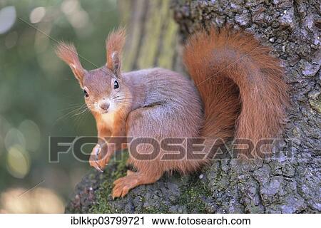 Stock Image - Eurasian Red Squirrel (Sciurus vulgaris) sitting on a tree. Fotosearch