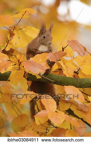 "Eurasian Red Squirrel (Sciurus vulgaris) sitting on a branch of a beech in autumn foliage, Hamburg-Winterhude, Hamburg, Hamburg, Germany, Europe" View Large Photo Image Stock Image - "Eurasian Red Squirrel (Sciurus vulgaris) sitting on a branch of a beech in autumn foliage, Hamburg-Winterhude, Hamburg, Hamburg, Germany, Europe". Fotosearch