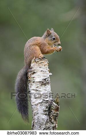 Stock Image - "Eurasian Red Squirrel (Sciurus vulgaris) sitting on a birch trunk and eating a hazelnut, Lauvsnes, Flatanger, Nord-Trondelag, Trondelag, Norway, Europe". Fotosearch