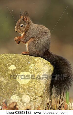 "Eurasian Red Squirrel (Sciurus vulgaris), adult, Luisenpark, Mannheim, Baden-Wurttemberg, Germany, Europe" View Large Photo Image Stock Image - "Eurasian Red Squirrel (Sciurus vulgaris), adult, Luisenpark, Mannheim, Baden-Wurttemberg, Germany, Europe". Fotosearch