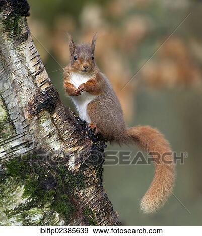 Stock Photo - "Eurasian Red Squirrel (Sciurus vulgaris), adult, sitting on tree trunk, Dumfries and Galloway, Scotland, United Kingdom, Europe". Fotosearch
