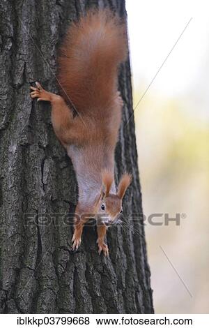 Eurasian Red Squirrel (Sciurus vulgaris) hanging upside down from a tree View Large Photo Image Stock Photo - Eurasian Red Squirrel (Sciurus vulgaris) hanging upside down from a tree. Fotosearch