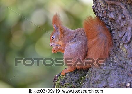 Eurasian Red Squirrel (Sciurus vulgaris) sitting on a tree while eating View Large Photo Image Stock Photo - Eurasian Red Squirrel (Sciurus vulgaris) sitting on a tree while eating. Fotosearch
