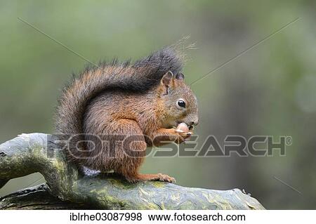 "Eurasian Red Squirrel (Sciurus vulgaris) eating a hazelnut, Lauvsnes, Flatanger, Nord-Trondelag, Trondelag, Norway, Europe" View Large Photo Image Stock Photo - "Eurasian Red Squirrel (Sciurus vulgaris) eating a hazelnut, Lauvsnes, Flatanger, Nord-Trondelag, Trondelag, Norway, Europe". Fotosearch