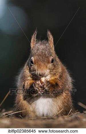 Stock Photography - "Eurasian Red Squirrel (Sciurus vulgaris), adult, feeding on peanut, Formby Point, Merseyside, England, United Kingdom, Europe". Fotosearch
