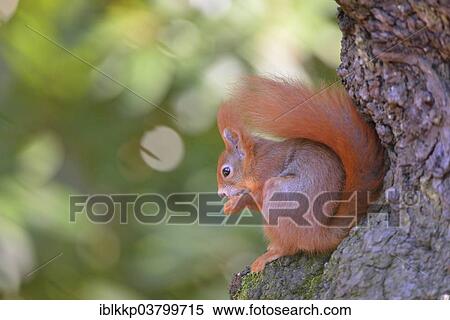 Eurasian Red Squirrel (Sciurus vulgaris) sitting on a tree while eating View Large Photo Image Stock Photography - Eurasian Red Squirrel (Sciurus vulgaris) sitting on a tree while eating. Fotosearch