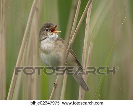 "Eurasian Reed Warbler (Acrocephalus scirpaceus), Texel, The Netherlands, Europe" View Large Photo Image Stock Photography - "Eurasian Reed Warbler (Acrocephalus scirpaceus), Texel, The Netherlands, Europe". Fotosearch