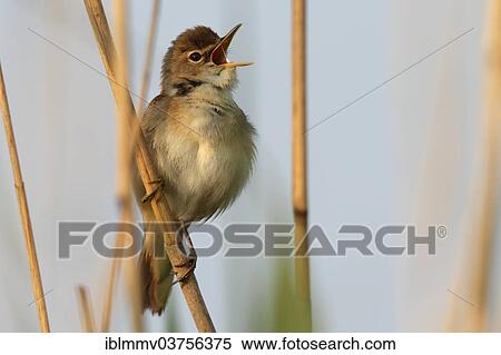 "Eurasian Reed Warbler (Acrocephalus scirpaceus) perched on a songpost, singing, Lower Saxony, Germany, Europe" View Large Photo Image Stock Photography - "Eurasian Reed Warbler (Acrocephalus scirpaceus) perched on a songpost, singing, Lower Saxony, Germany, Europe". Fotosearch