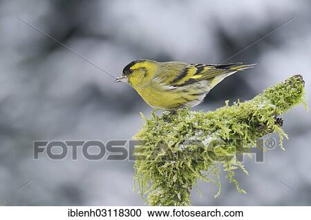 "Eurasian Siskin (Carduelis spinus), male, Haren, Emsland, Lower Saxony, Germany, Europe" View Large Photo Image Stock Image - "Eurasian Siskin (Carduelis spinus), male, Haren, Emsland, Lower Saxony, Germany, Europe". Fotosearch