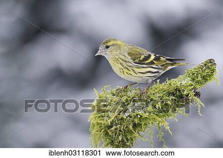 "Eurasian Siskin (Carduelis spinus), female, Haren, Emsland, Lower Saxony, Germany, Europe" View Large Photo Image Stock Image - "Eurasian Siskin (Carduelis spinus), female, Haren, Emsland, Lower Saxony, Germany, Europe". Fotosearch