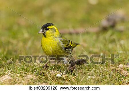 "Eurasian Siskin (Carduelis spinus), Hesse, Germany, Europe" View Large Photo Image Stock Photo - "Eurasian Siskin (Carduelis spinus), Hesse, Germany, Europe". Fotosearch