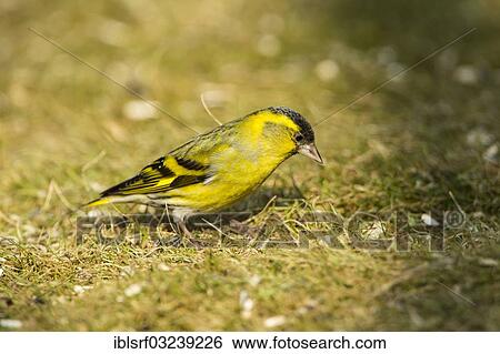 Stock Photograph - "Eurasian Siskin (Carduelis spinus), Hesse, Germany, Europe". Fotosearch