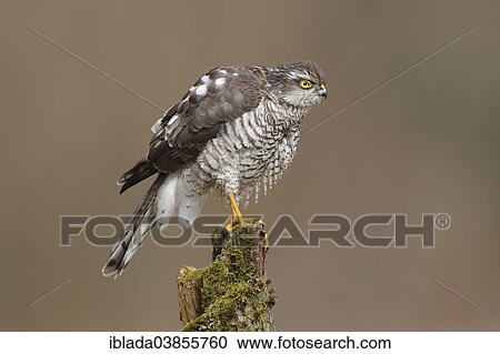 "Eurasian Sparrow Hawk or Sparrowhawk (Accipiter nisus), female perched on a tree trunk, North Rhine-Westphalia, Germany, Europe" View Large Photo Image Stock Image - "Eurasian Sparrow Hawk or Sparrowhawk (Accipiter nisus), female perched on a tree trunk, North Rhine-Westphalia, Germany, Europe". Fotosearch
