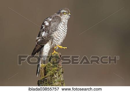 "Eurasian Sparrow Hawk or Sparrowhawk (Accipiter nisus), female perched on a tree trunk, North Rhine-Westphalia, Germany, Europe" View Large Photo Image Stock Photo - "Eurasian Sparrow Hawk or Sparrowhawk (Accipiter nisus), female perched on a tree trunk, North Rhine-Westphalia, Germany, Europe". Fotosearch