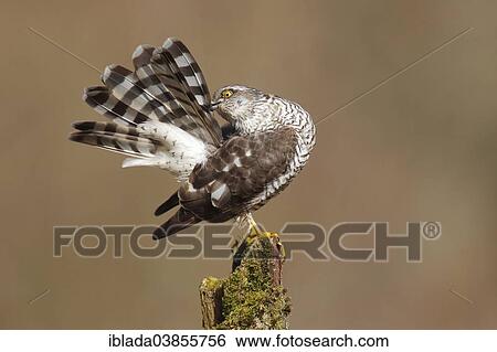 "Eurasian Sparrow Hawk or Sparrowhawk (Accipiter nisus), female perched on a tree trunk arranging its feathers, North Rhine-Westphalia, Germany, Europe" View Large Photo Image Stock Photograph - "Eurasian Sparrow Hawk or Sparrowhawk (Accipiter nisus), female perched on a tree trunk arranging its feathers, North Rhine-Westphalia, Germany, Europe". Fotosearch