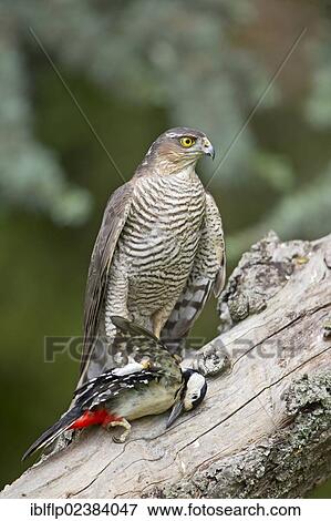 "Eurasian Sparrowhawk (Accipiter nisus), adult female, with Great Spotted Woodpecker (Dendrocopos major), prey, perched on stump, England, United Kingdom, Europe" View Large Photo Image Stock Photo - "Eurasian Sparrowhawk (Accipiter nisus), adult female, with Great Spotted Woodpecker (Dendrocopos major), prey, perched on stump, England, United Kingdom, Europe". Fotosearch