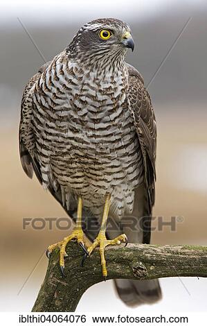 "Eurasian Sparrowhawk (Accipiter nisus), Middle Elbe Biosphere Reserve, Saxony-Anhalt, Germany, Europe" View Large Photo Image Stock Photograph - "Eurasian Sparrowhawk (Accipiter nisus), Middle Elbe Biosphere Reserve, Saxony-Anhalt, Germany, Europe". Fotosearch