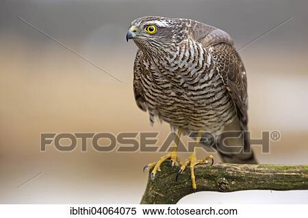 "Eurasian Sparrowhawk (Accipiter nisus), Middle Elbe Biosphere Reserve, Saxony-Anhalt, Germany, Europe" View Large Photo Image Stock Photography - "Eurasian Sparrowhawk (Accipiter nisus), Middle Elbe Biosphere Reserve, Saxony-Anhalt, Germany, Europe". Fotosearch