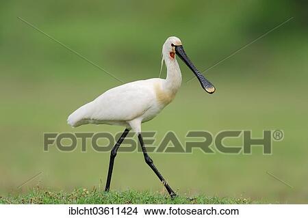 Picture - "Eurasian Spoonbill or Common Spoonbill (Platalea leucorodia), Central Macedonia, Greece, Europe". Fotosearch