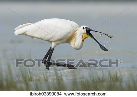 "Eurasian Spoonbill or Common Spoonbill (Platalea leucorodia), catching a fish, National Park Neusiedler See-Seewinkel, Burgenland, Austria, Europe" View Large Photo Image Picture - "Eurasian Spoonbill or Common Spoonbill (Platalea leucorodia), catching a fish, National Park Neusiedler See-Seewinkel, Burgenland, Austria, Europe". Fotosearch