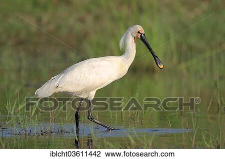 Stock Image - "Eurasian Spoonbill or Common Spoonbill (Platalea leucorodia), Central Macedonia, Greece, Europe". Fotosearch