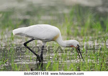 "Eurasian Spoonbill or Common Spoonbill (Platalea leucorodia), foraging, Central Macedonia, Greece, Europe" View Large Photo Image Stock Photo - "Eurasian Spoonbill or Common Spoonbill (Platalea leucorodia), foraging, Central Macedonia, Greece, Europe". Fotosearch