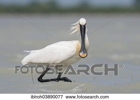 "Eurasian Spoonbill or Common Spoonbill (Platalea leucorodia), National Park Neusiedler See-Seewinkel, Burgenland, Austria, Europe" View Large Photo Image Stock Photo - "Eurasian Spoonbill or Common Spoonbill (Platalea leucorodia), National Park Neusiedler See-Seewinkel, Burgenland, Austria, Europe". Fotosearch