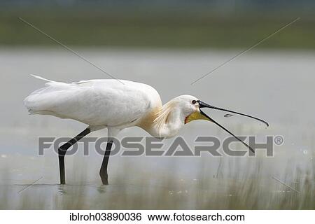 Stock Photograph - "Eurasian Spoonbill or Common Spoonbill (Platalea leucorodia), catching a fish, National Park Neusiedler See-Seewinkel, Burgenland, Austria, Europe". Fotosearch