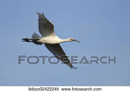 Eurasian Spoonbill or Common Spoonbill (Platalea leucorodia), young bird in flight, Texel, Wadden Islands, Netherlands, Holland, Europe View Large Photo Image Stock Photography - Eurasian Spoonbill or Common Spoonbill (Platalea leucorodia), young bird in flight, Texel, Wadden Islands, Netherlands, Holland, Europe. Fotosearch