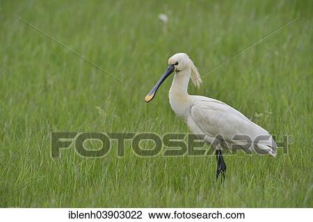 "Eurasian Spoonbill (Platalea leucorodia), Texel, province of North Holland, The Netherlands, Europe" View Large Photo Image Stock Image - "Eurasian Spoonbill (Platalea leucorodia), Texel, province of North Holland, The Netherlands, Europe". Fotosearch