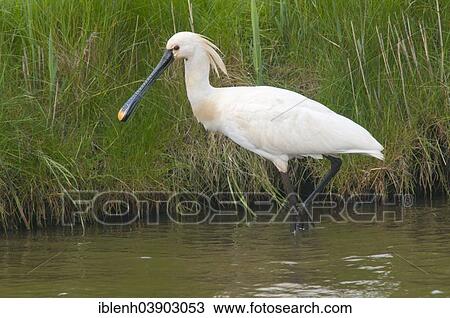Stock Image - "Eurasian Spoonbill (Platalea leucorodia), Texel, province of North Holland, The Netherlands, Europe". Fotosearch