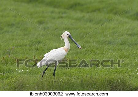 "Eurasian Spoonbill (Platalea leucorodia), Texel, province of North Holland, The Netherlands, Europe" View Large Photo Image Stock Image - "Eurasian Spoonbill (Platalea leucorodia), Texel, province of North Holland, The Netherlands, Europe". Fotosearch