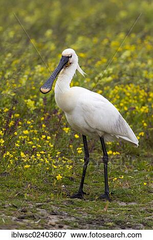 "Eurasian Spoonbill (Platalea leucorodia), Texel Island, Holland, the Netherlands, Europe" View Large Photo Image Stock Photo - "Eurasian Spoonbill (Platalea leucorodia), Texel Island, Holland, the Netherlands, Europe". Fotosearch