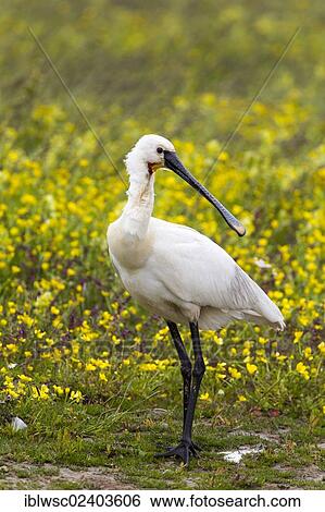 "Eurasian Spoonbill (Platalea leucorodia), Texel Island, Holland, the Netherlands, Europe" View Large Photo Image Stock Photograph - "Eurasian Spoonbill (Platalea leucorodia), Texel Island, Holland, the Netherlands, Europe". Fotosearch