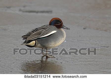Picture - "Eurasian Teal or Common Teal (Anas crecca), male in breeding plumage standing on frozen waters, Workum, Bolsward, Friesland, The Netherlands, Europe". Fotosearch