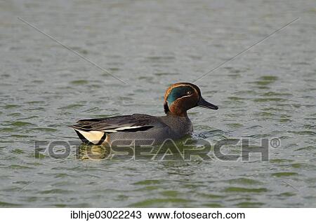 Stock Image - "Eurasian Teal or Common Teal (Anas crecca), Texel, The Netherlands, Europe". Fotosearch