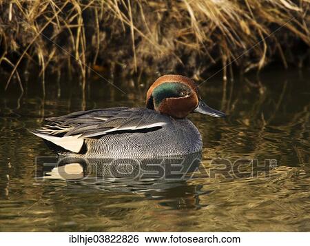 "Eurasian Teal or Common Teal (Anas crecca), Texel, North Holland, Netherlands" View Large Photo Image Stock Photograph - "Eurasian Teal or Common Teal (Anas crecca), Texel, North Holland, Netherlands". Fotosearch