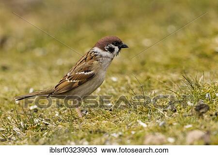 "Eurasian Tree Sparrow or Tree Sparrow (Passer montanus), Hesse, Germany, Europe" View Large Photo Image Stock Image - "Eurasian Tree Sparrow or Tree Sparrow (Passer montanus), Hesse, Germany, Europe". Fotosearch