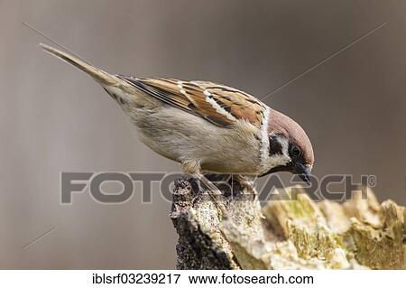 "Eurasian Tree Sparrow or Tree Sparrow (Passer montanus), Hesse, Germany, Europe" View Large Photo Image Stock Photo - "Eurasian Tree Sparrow or Tree Sparrow (Passer montanus), Hesse, Germany, Europe". Fotosearch