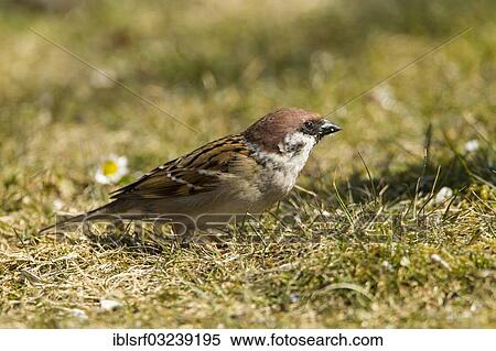"Eurasian Tree Sparrow or Tree Sparrow (Passer montanus), Hesse, Germany, Europe" View Large Photo Image Stock Photography - "Eurasian Tree Sparrow or Tree Sparrow (Passer montanus), Hesse, Germany, Europe". Fotosearch