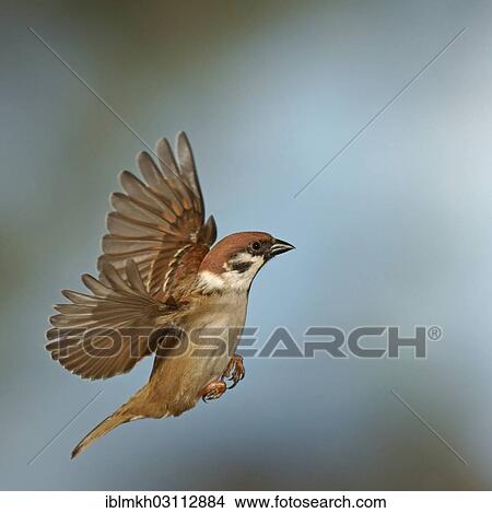 "Eurasian Tree Sparrow (Passer montanus) in flight, Asbach, Bad Hersfeld, Hesse, Germany, Europe" View Large Photo Image Picture - "Eurasian Tree Sparrow (Passer montanus) in flight, Asbach, Bad Hersfeld, Hesse, Germany, Europe". Fotosearch