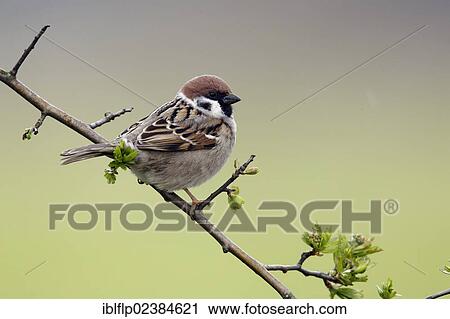 "Eurasian Tree Sparrow (Passer montanus), adult, perched on twig, Warwickshire, England, United Kingdom, Europe" View Large Photo Image Stock Image - "Eurasian Tree Sparrow (Passer montanus), adult, perched on twig, Warwickshire, England, United Kingdom, Europe". Fotosearch