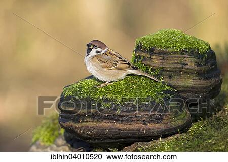 "Eurasian Tree Sparrow (Passer montanus), male, Middle Elbe Biosphere Reserve, Saxony-Anhalt, Germany, Europe" View Large Photo Image Stock Image - "Eurasian Tree Sparrow (Passer montanus), male, Middle Elbe Biosphere Reserve, Saxony-Anhalt, Germany, Europe". Fotosearch