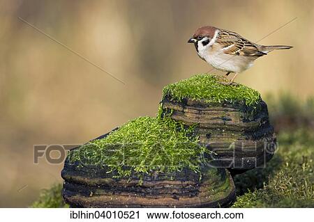 "Eurasian Tree Sparrow (Passer montanus), male, Middle Elbe Biosphere Reserve, Saxony-Anhalt, Germany, Europe" View Large Photo Image Stock Image - "Eurasian Tree Sparrow (Passer montanus), male, Middle Elbe Biosphere Reserve, Saxony-Anhalt, Germany, Europe". Fotosearch