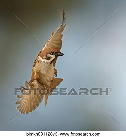 "Eurasian Tree Sparrow (Passer montanus) in flight, Asbach, Bad Hersfeld, Hesse, Germany, Europe" View Large Photo Image Stock Image - "Eurasian Tree Sparrow (Passer montanus) in flight, Asbach, Bad Hersfeld, Hesse, Germany, Europe". Fotosearch
