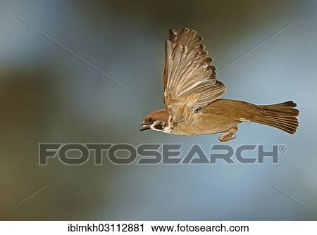 "Eurasian Tree Sparrow (Passer montanus) in flight, Asbach, Bad Hersfeld, Hesse, Germany, Europe" View Large Photo Image Stock Image - "Eurasian Tree Sparrow (Passer montanus) in flight, Asbach, Bad Hersfeld, Hesse, Germany, Europe". Fotosearch