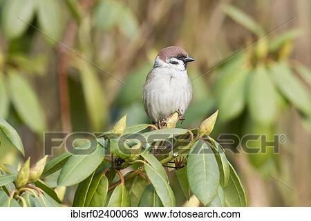 Stock Image - "Eurasian Tree Sparrow (Passer montanus) on a rhododendron, Fuldabrueck, Hesse, Germany, Europe". Fotosearch