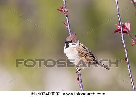 "Eurasian Tree Sparrow (Passer montanus), Fuldabrueck, Hesse, Germany, Europe" View Large Photo Image Stock Image - "Eurasian Tree Sparrow (Passer montanus), Fuldabrueck, Hesse, Germany, Europe". Fotosearch